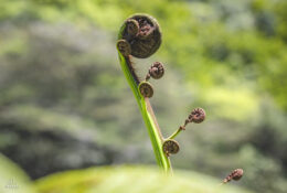 New Zealand 2025 (2 group) (74/84)